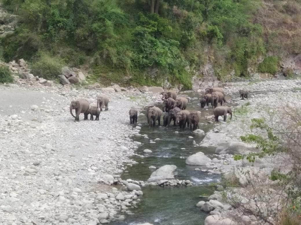 thirsty elephant group enter in kotdwar doordarshan relay kendra