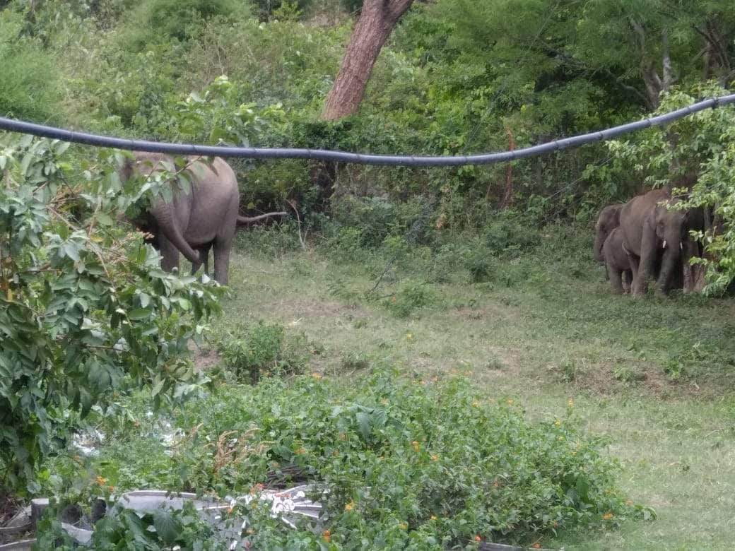 thirsty elephant group enter in kotdwar doordarshan relay kendra