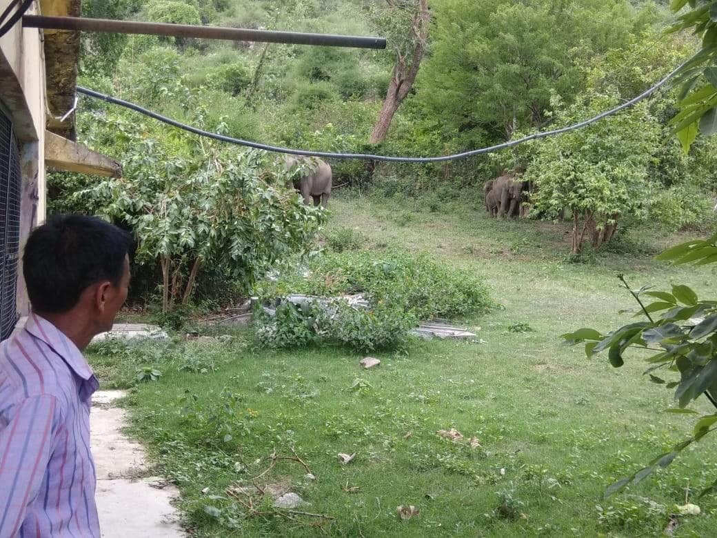 thirsty elephant group enter in kotdwar doordarshan relay kendra
