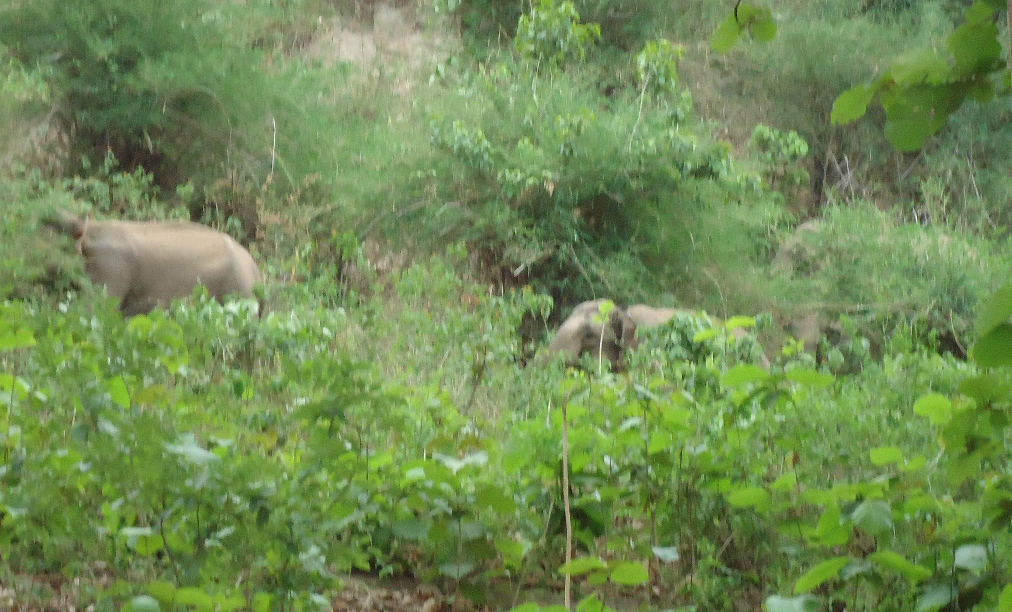thirsty elephant group enter in kotdwar doordarshan relay kendra