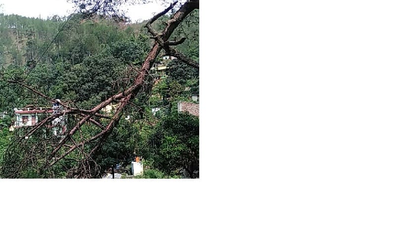 Toota tree from the storm, electricity for six hours