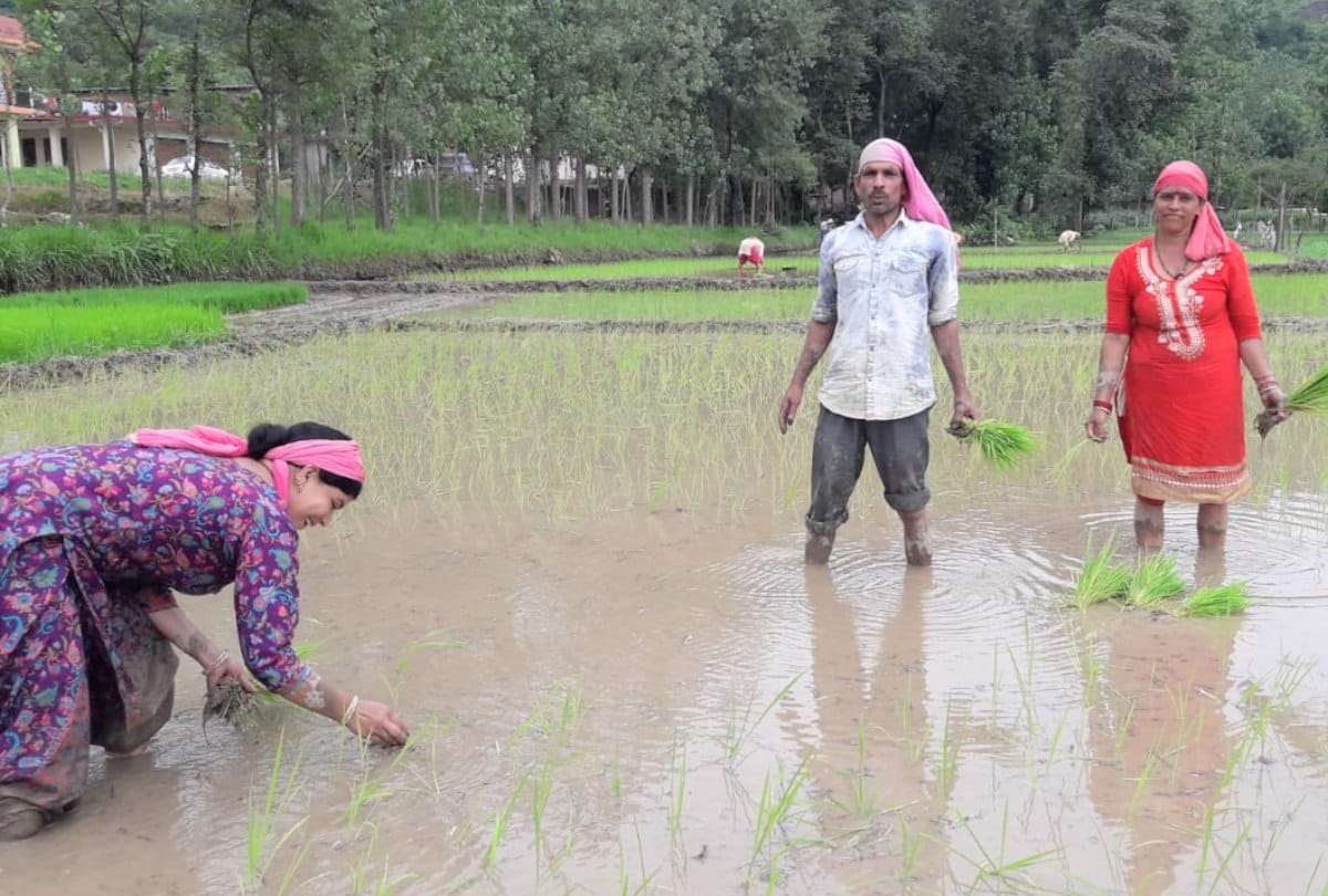 Farmers happy in himachal after centre hike MSP for 14 Kharif crops