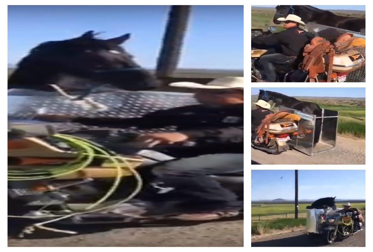 Man creates motorcycle side car horse riding