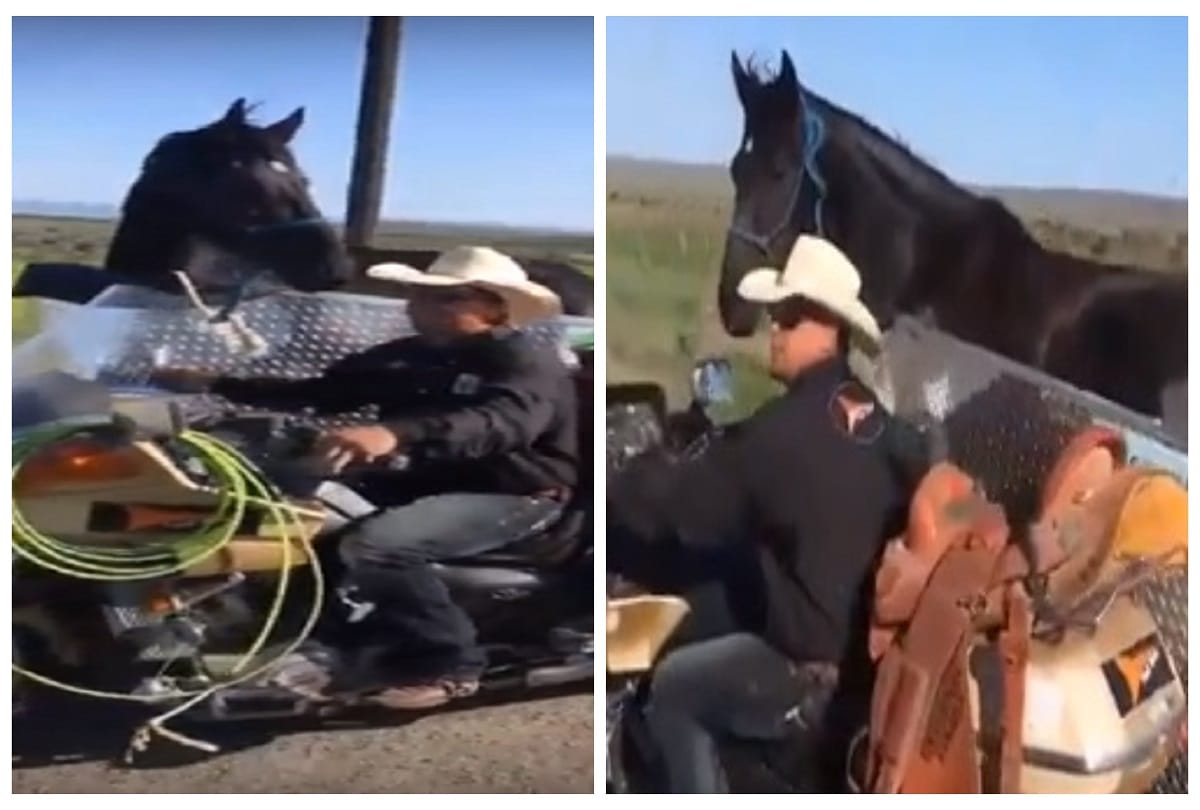 Man creates motorcycle side car horse riding