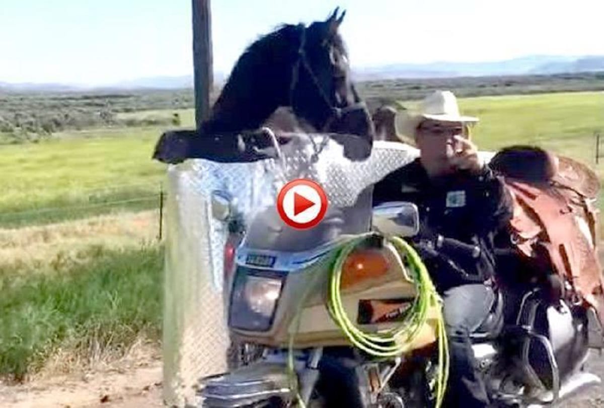 Man creates motorcycle side car horse riding
