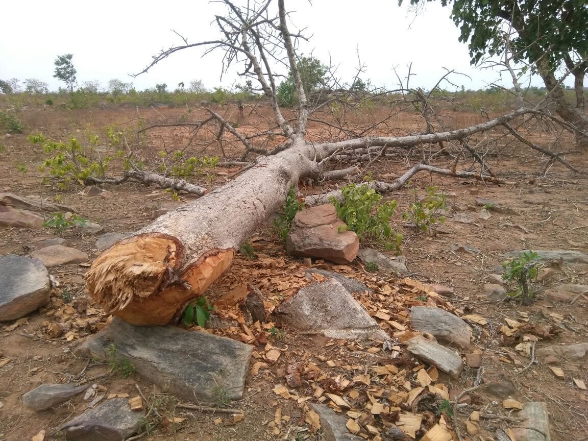 सिरसी जंगल में तीन दिन बाद भी पेड़कटान पर नहीं हुई कार्यवायी