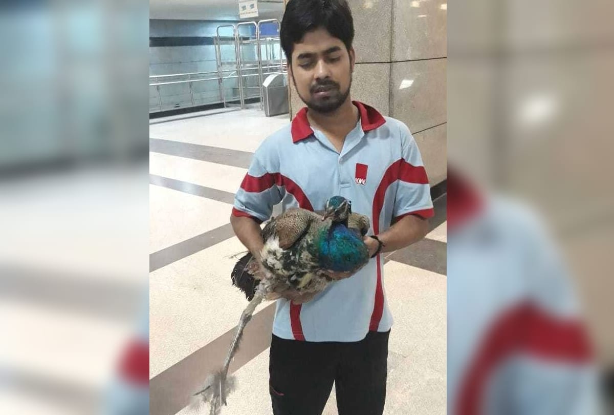 delhi metro yellow line disrupted by peacock in model town delhi