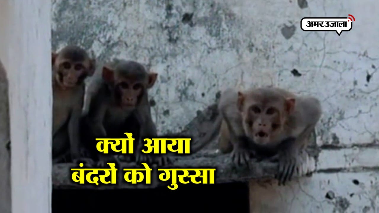 बंदर