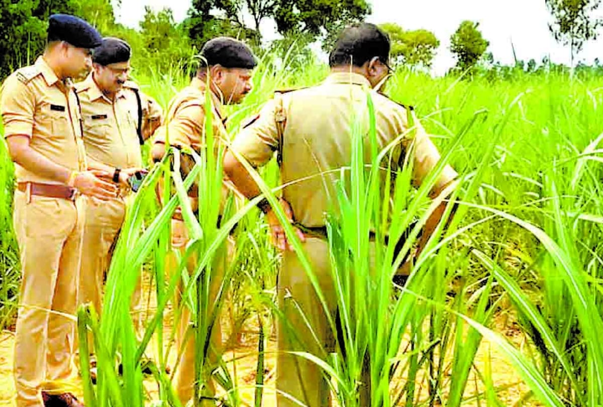 dead body of love couple found in farm of sugarcane in sitapur