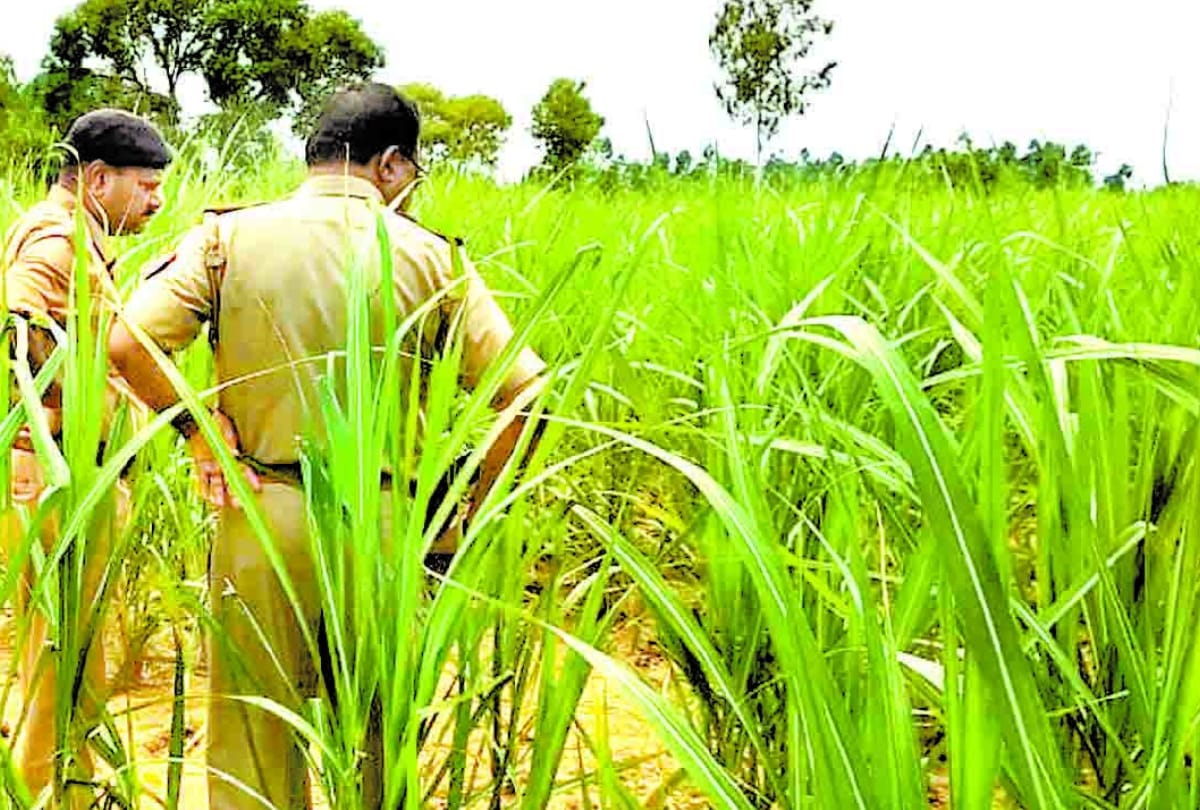 dead body of love couple found in farm of sugarcane in sitapur