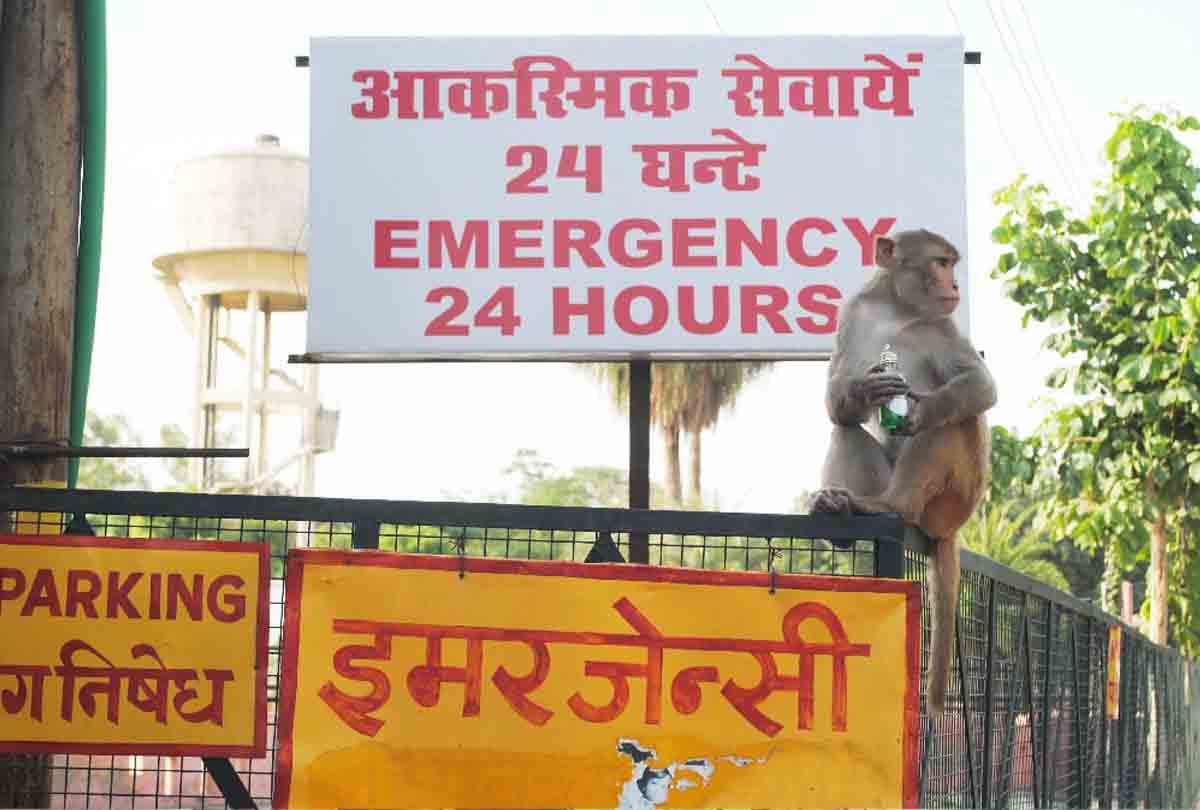 Weird monkey drinking Cough syrup