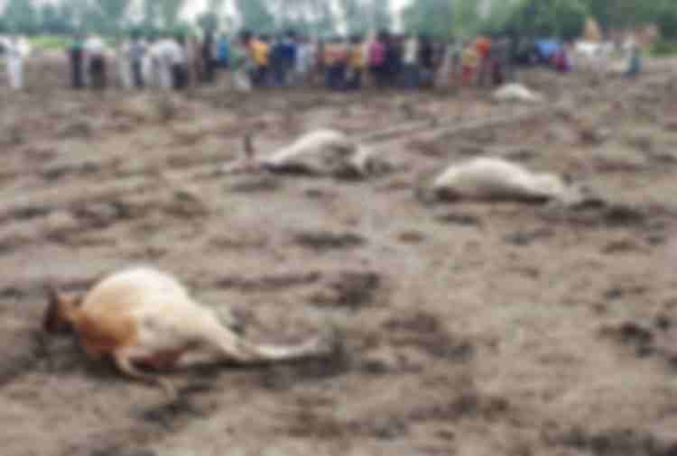 25 cows died in sanauli of haryana, people are terrified