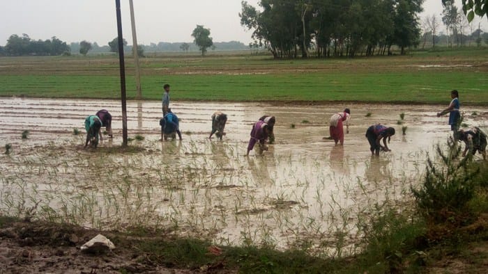 rainfall increased paddy sowing