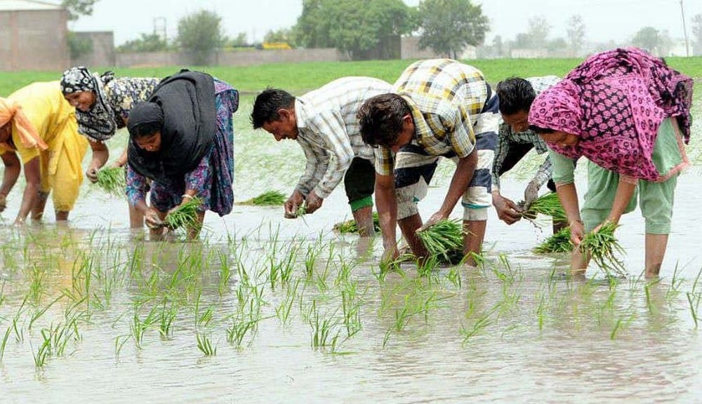 farmers happy with rain0