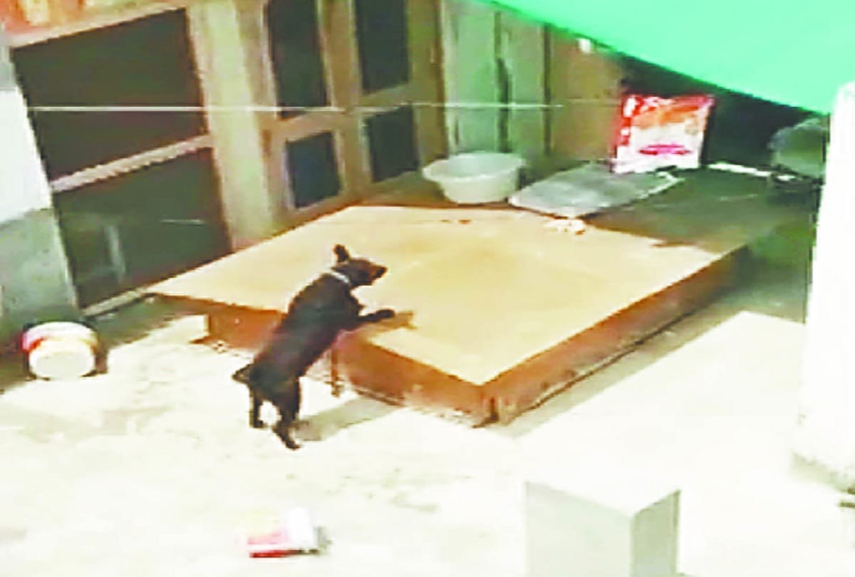 Burari familys dog found depressed and burning with fever