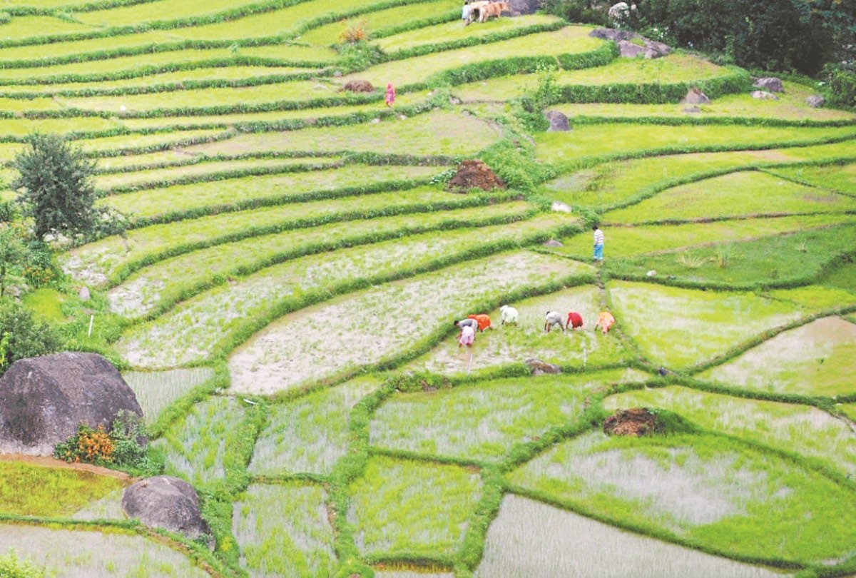 नैनीताल जिले में पहली बार धान और मडुवा में मिलेगा बीमा
