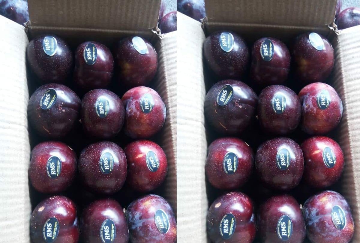 red bute plum sold at a price of 115 rupee per kilogram in kullu