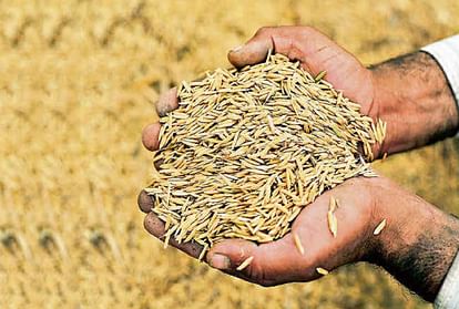 Big paddy scam in Haryana, Agencies allotted paddy worth crores to sealed rice mills