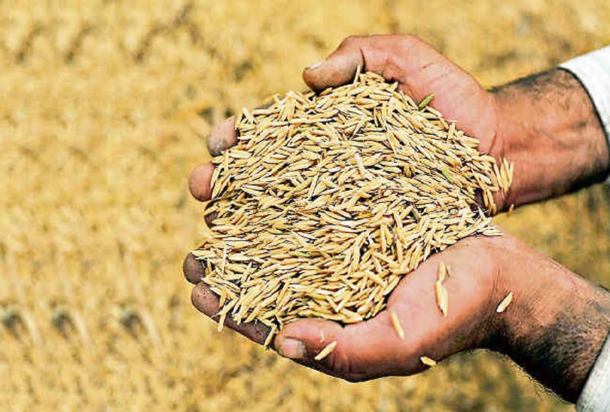 Government said paddy procurement will be done in Haryana till November 15