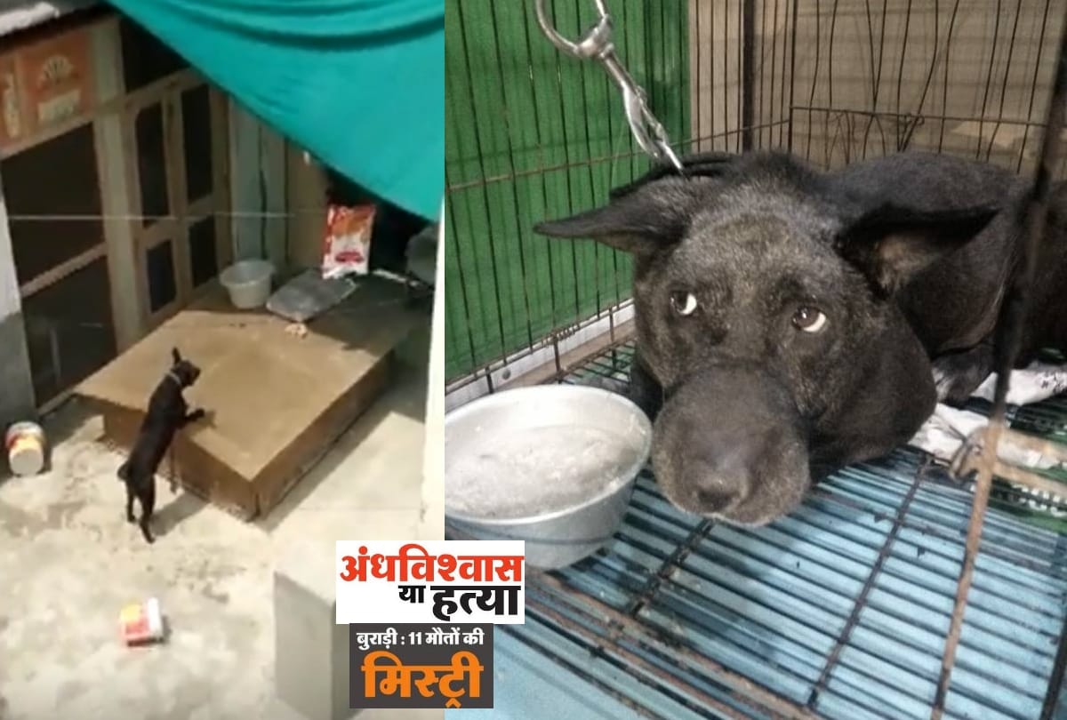 burari death mystery: bhatia family dog tommy dies on 22 july due to cardiac arrest