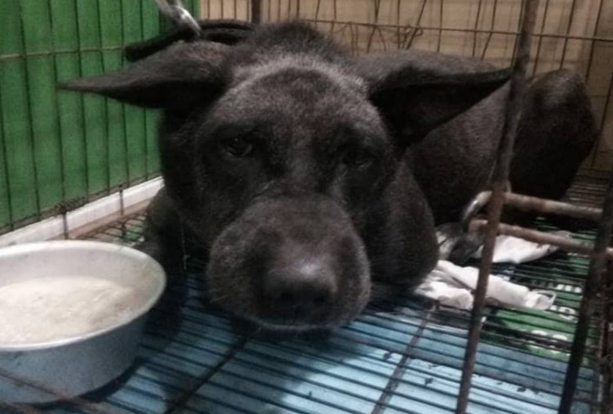 burari 11 deaths mystery: bhatia family dog tommy weep as he was taken to noida for treatment