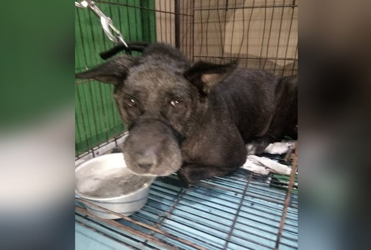 burari 11 deaths mystery: bhatia family dog tommy weep as he was taken to noida for treatment