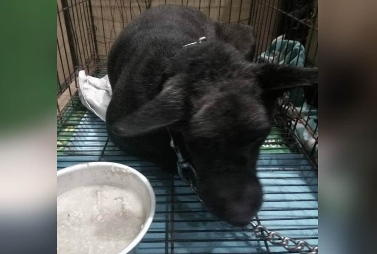 burari case: bhatia family dog tommy dies due to cardiac arrest
