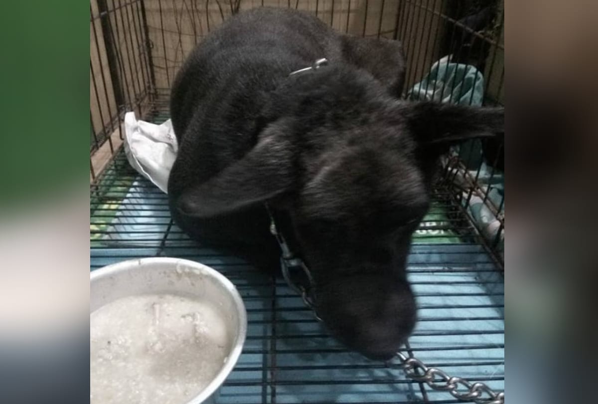 burari case: bhatia family dog tommy dies due to cardiac arrest