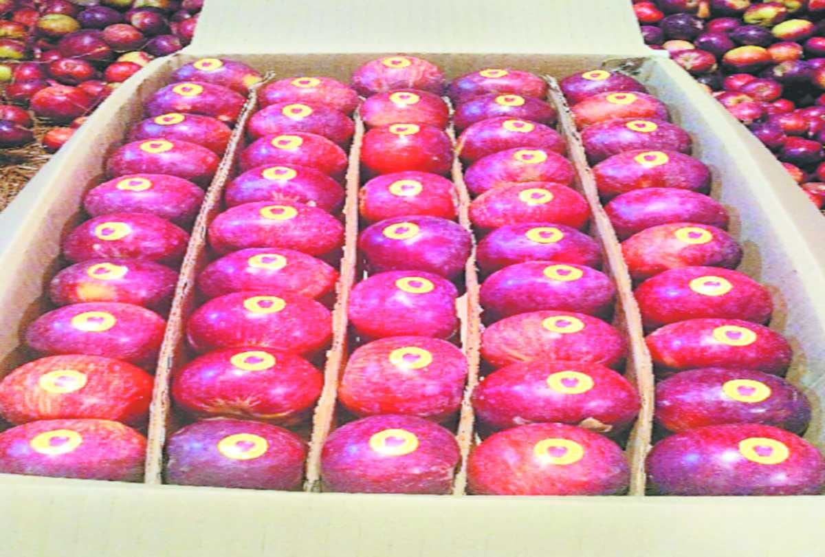 Tideman varieties of apple reached in market of himachal