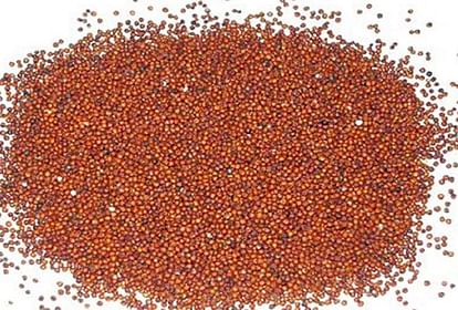 India will export millets and Ragi to foreign countries