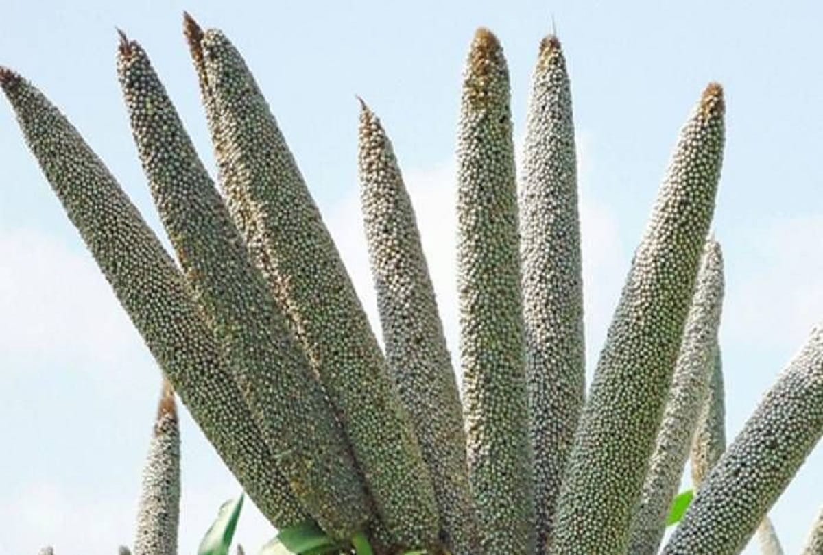 Farmers will get Rs 4000 per acre for not sowing Pearl millet in Haryana