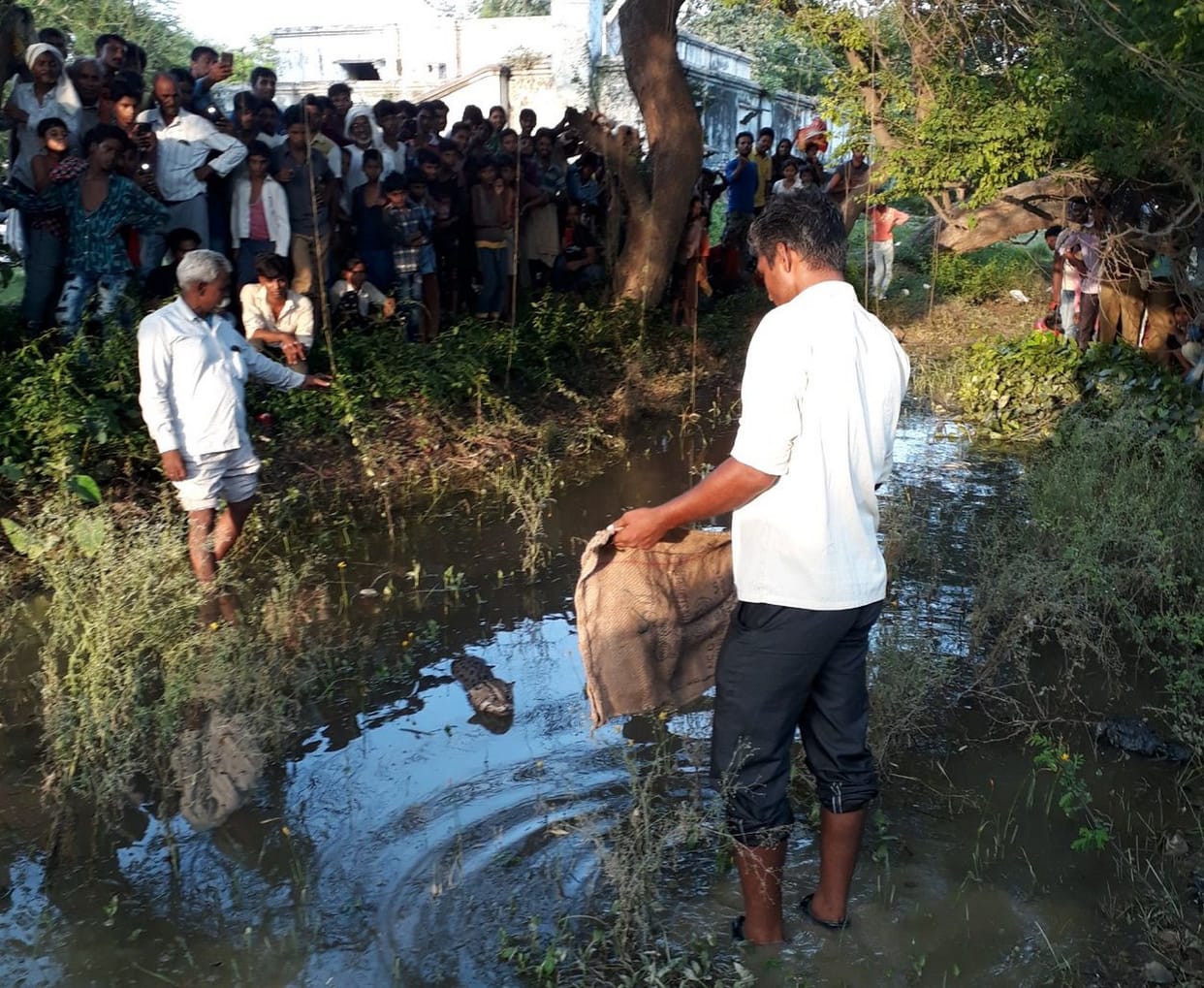 वन विभाग की टीम ने फिशिंग कैट को पकड़ा
