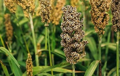 Cabinet approval for the increase in prices of 14 crops