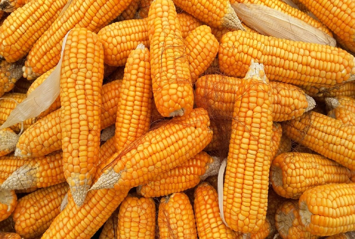 Himachal:  maize price drop, getting less than half the price