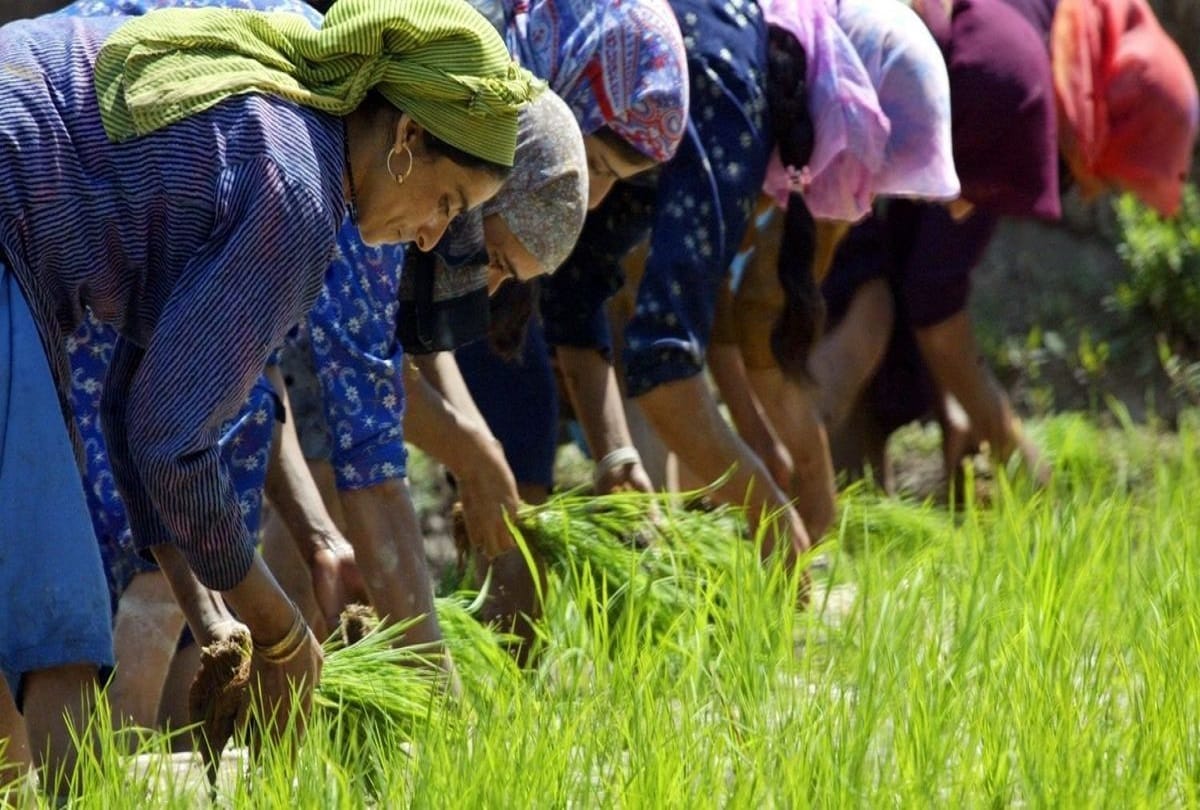 Cabinet approval for the increase in prices of 14 crops