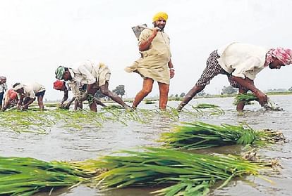 Punjab Weather Update, Crisis on direct sowing of paddy