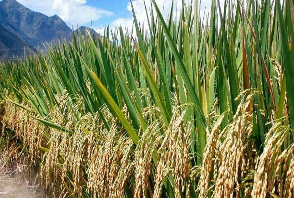 Paddy Crop Affected By Weed, Know About Solution