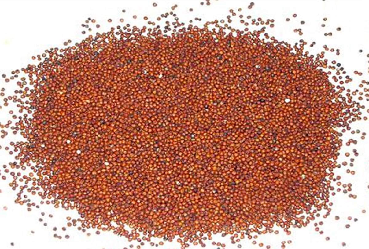 Ragi Ladoo Recipe How To Make Ragi Laddu In Hindi