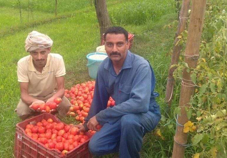 बल्ह के युवाओं ने टमाटर की खेती से मोड़ा मुंह 