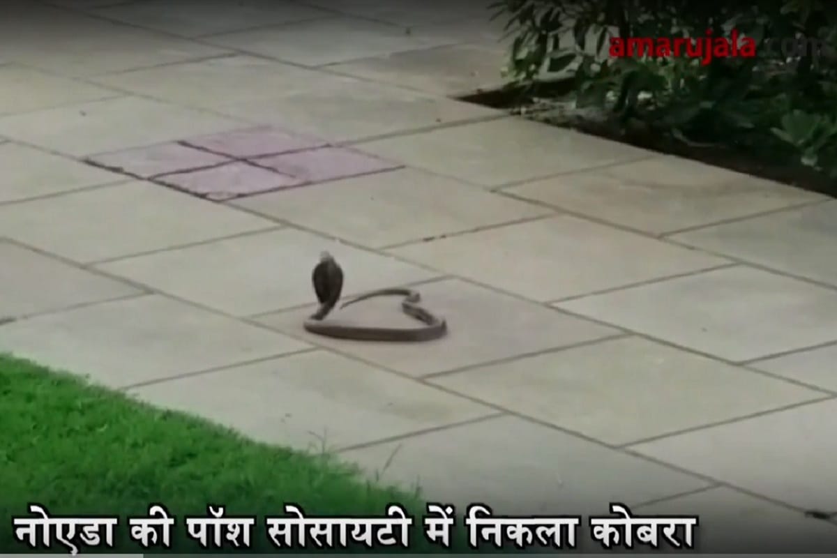 King cobra rescued at Noida ATS hamlet society 