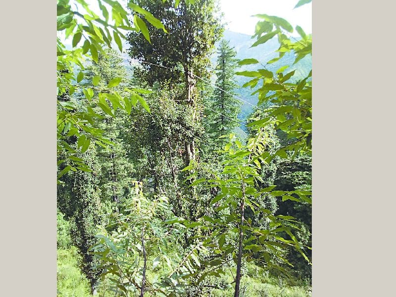 बणतर पंचायत में हरे पेड़ों पर पर लटका दिए बिजली के तार