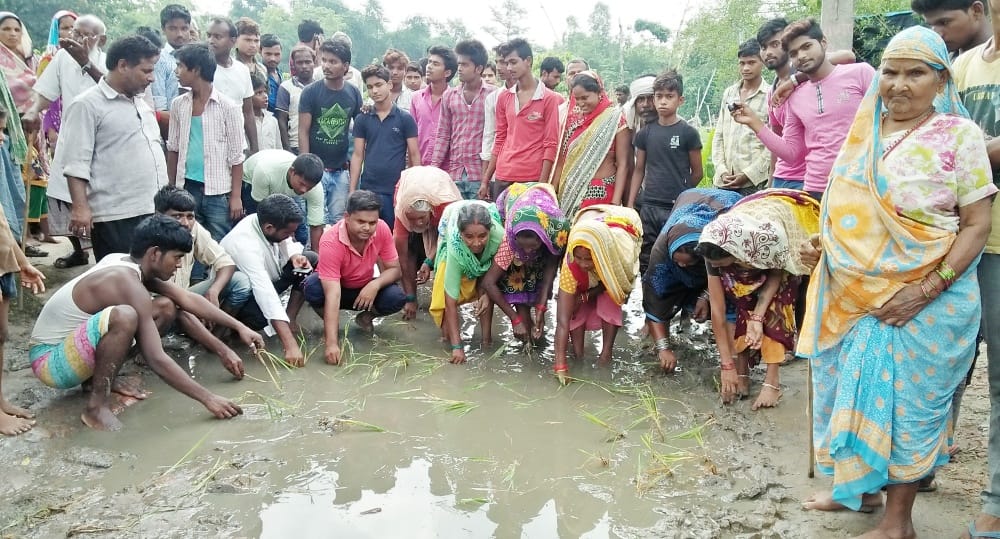If not stir, then Ropa Paddy