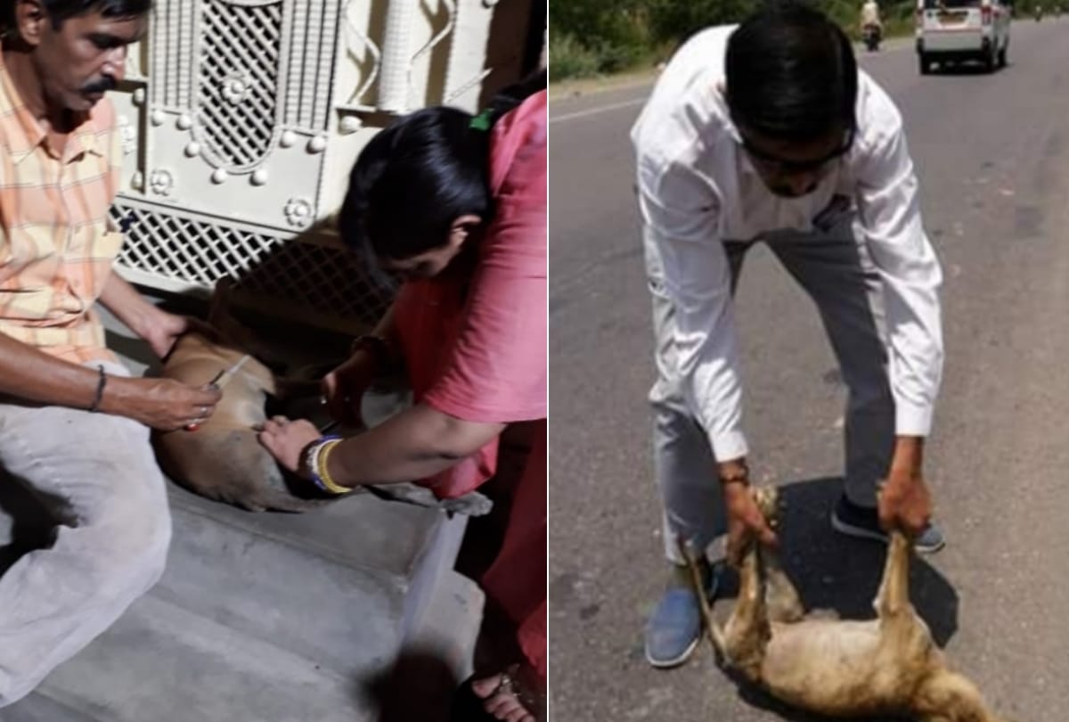 Senior officer Pradeep patra takes care of helpless animals in Lucknow