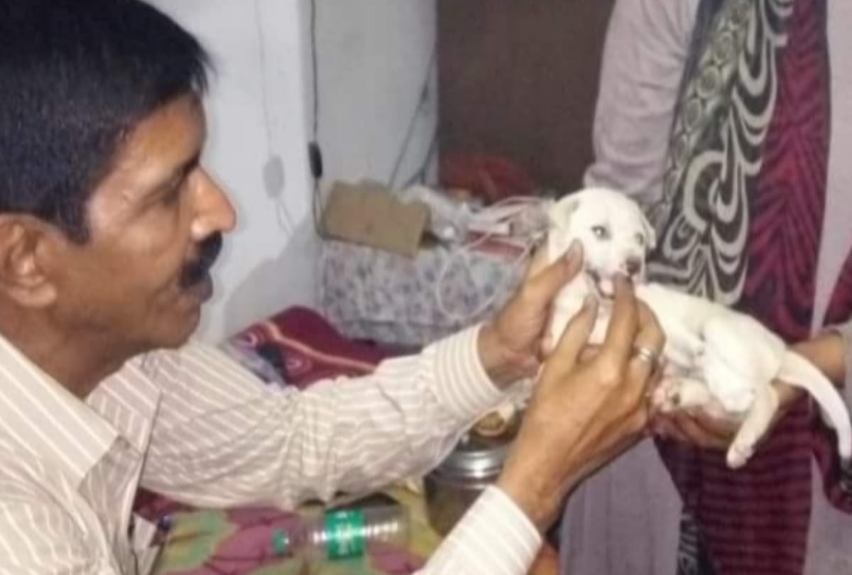 Senior officer Pradeep patra takes care of helpless animals in Lucknow