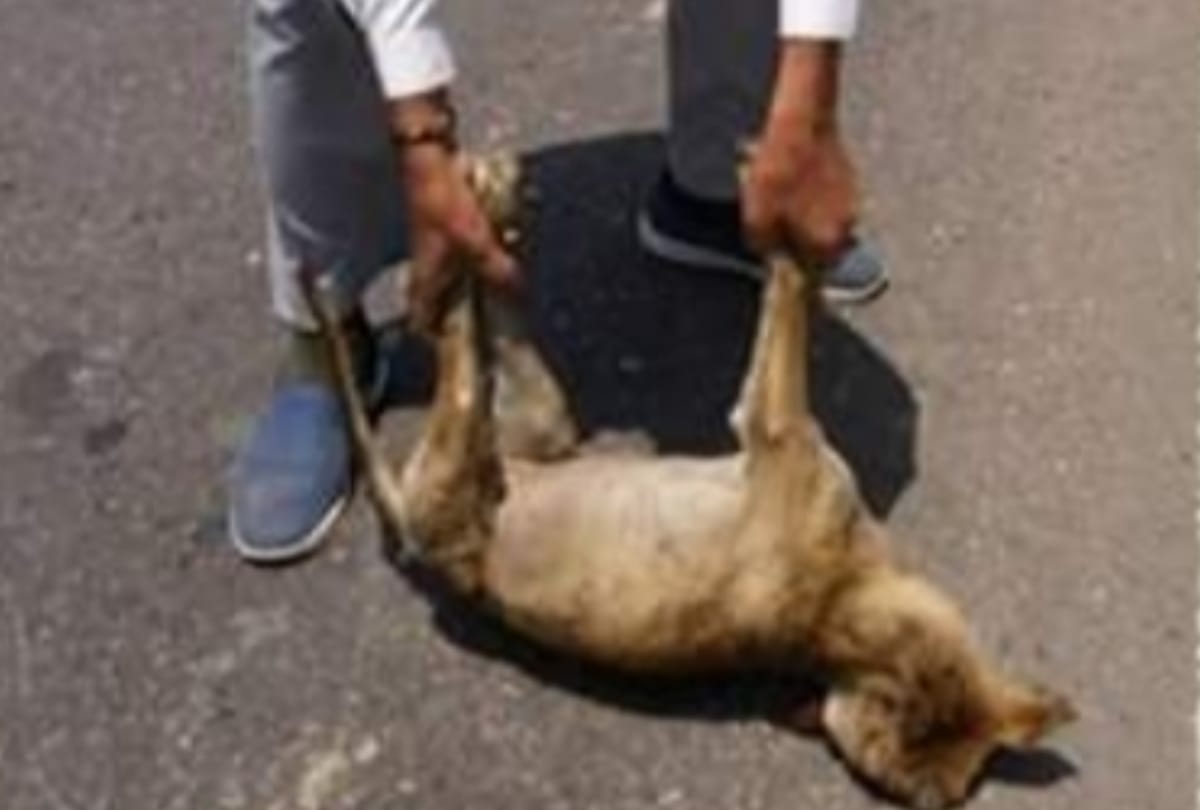 Senior officer Pradeep patra takes care of helpless animals in Lucknow