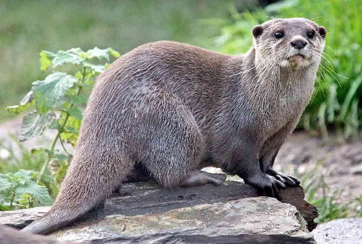eurasian beaver is the most mischievous animal
