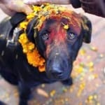 dog tample