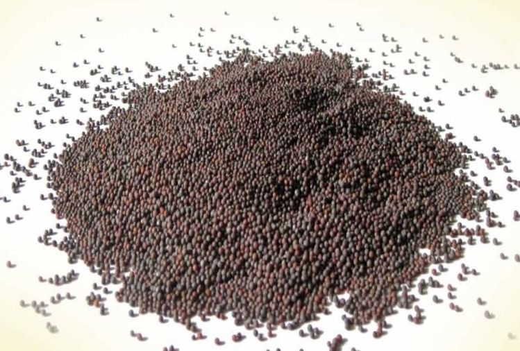 Rye Mustard Seeds Remedies Is Good Will Give You Protection From Evil