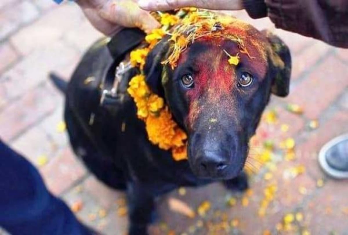 Five Strange Dogs temples in india