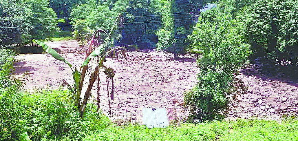 Potato crop of overcrowding in Jainati village